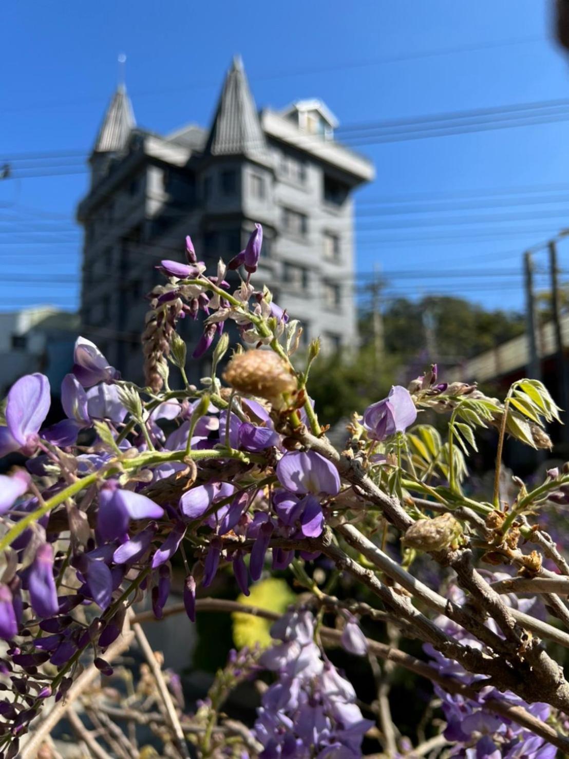 Gaodiyuan Tea B&B 高帝園茶業民宿 Meishan Exterior photo